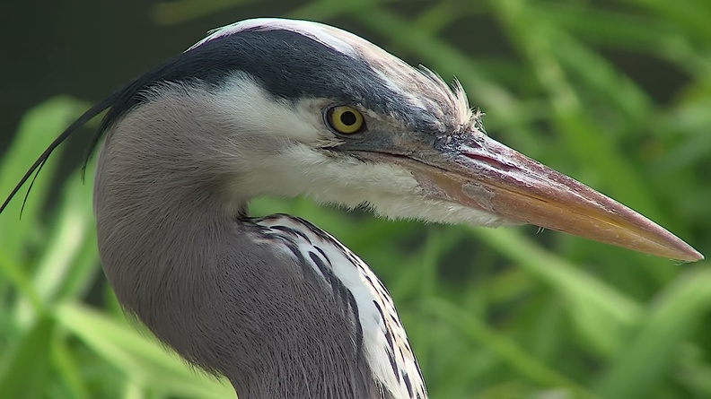 Great Blue Heron (Ardea herodias) 3